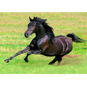Arabian Horse Galloping - 3D Lenticular Postcard Greeting Card