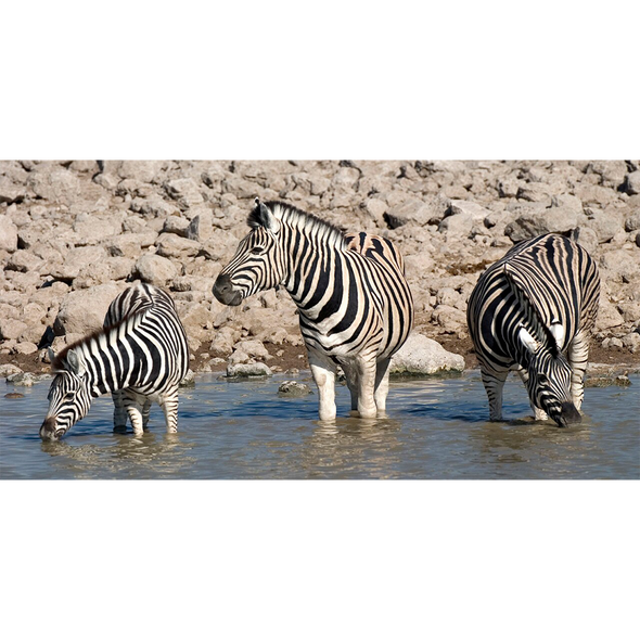 Zebras - 3D Lenticular Postcard Greeting Card - Oversize
