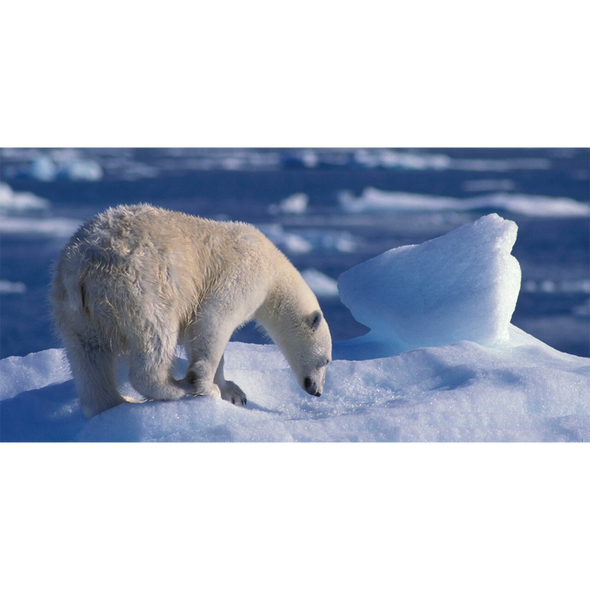 Polar Bear - 3D Lenticular Postcard Greeting Card - Oversize
