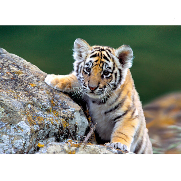 Siberian Tiger Cub - 3D Lenticular Postcard Greeting Card