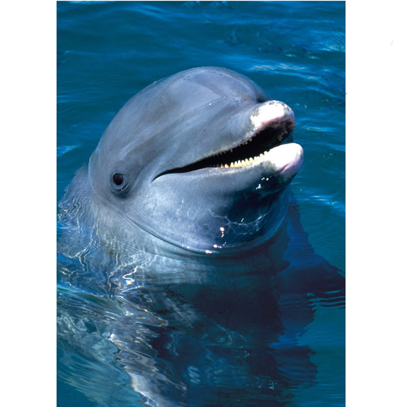 Bottlenose Dolphin - 3D Lenticular Postcard Greeting Card