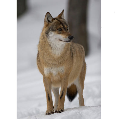 Gray Wolf - 3D Lenticular Postcard Greeting Card