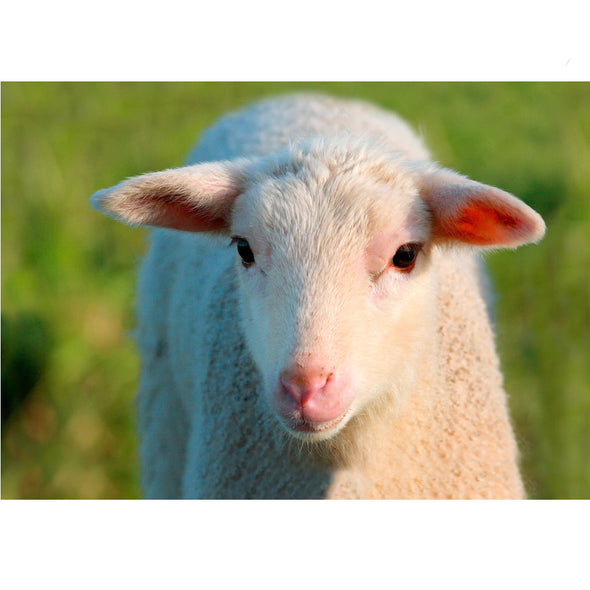 Lamb - 3D Lenticular Postcard Greeting Card