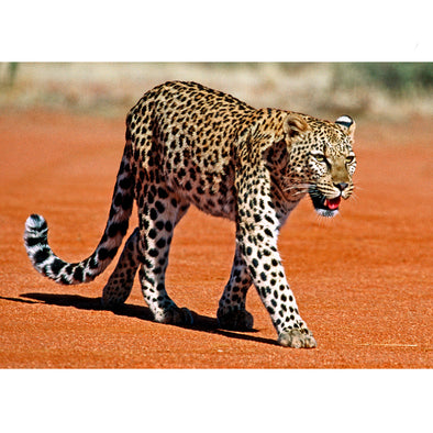 Leopard - 3D Lenticular Postcard Greeting Card