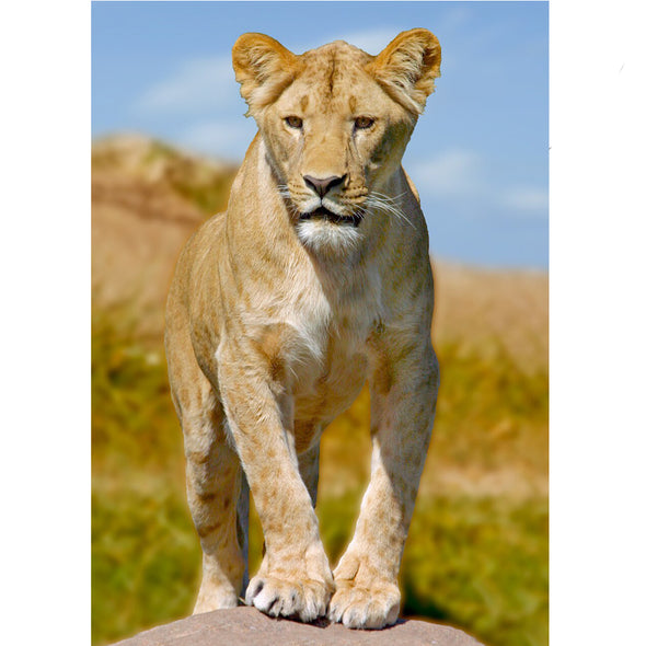 Southwest African Lioness - 3D Lenticular Postcard Greeting Card