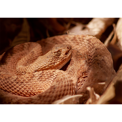 Grand Canyon Rattlesnake - 3D Lenticular Postcard Greeting Card - NEW