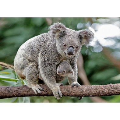 Koala mother and joey - 3D Lenticular Postcard Greeting Card - NEW