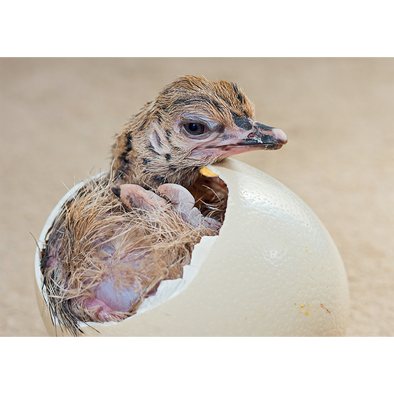 Ostrich egg and flock - 3D Action Lenticular Postcard Greeting Card - NEW