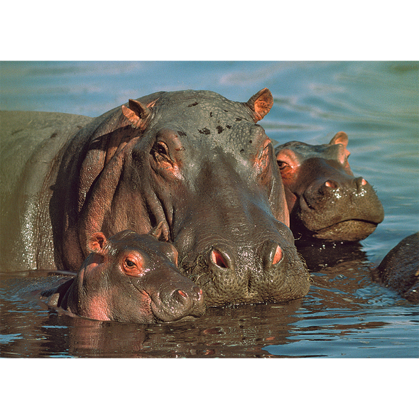 Hippopotamus Family - 3D Lenticular Postcard Greeting Card - NEW