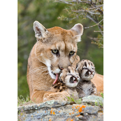 Couguar mother and Cubs - 3D Lenticular Postcard Greeting Card - NEW