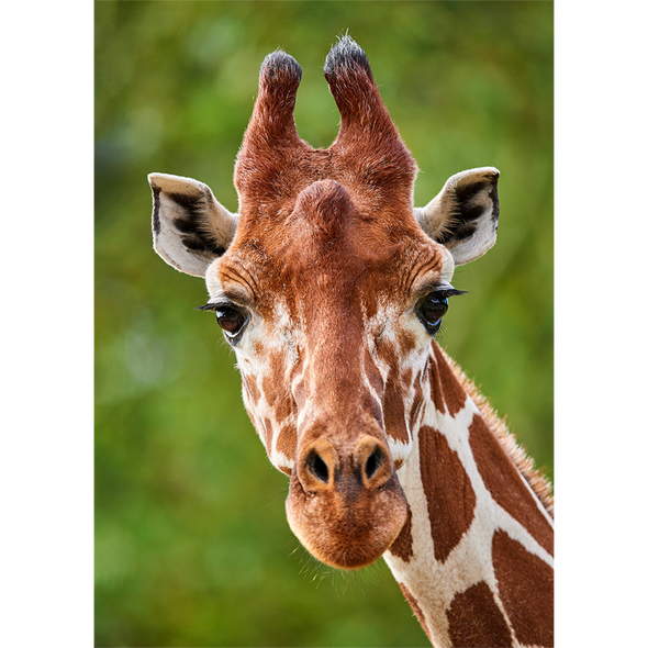 Giraffe face - 3D Lenticular Postcard Greeting Card - NEW