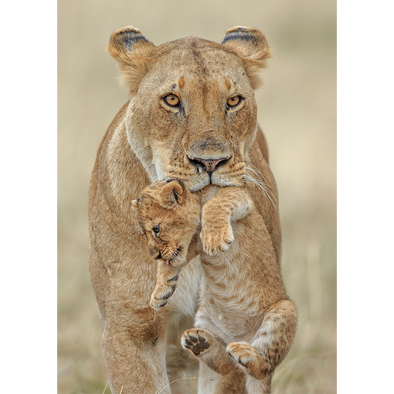 Lioness carrying cub - 3D Lenticular Postcard Greeting Card - NEW