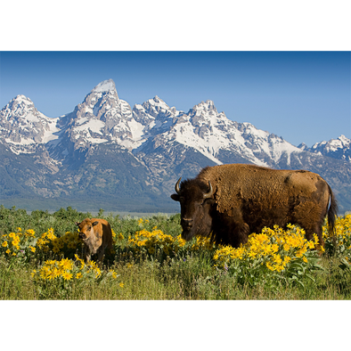 Teton Range with Bison - 3D Lenticular Postcard Greeting Card - NEW