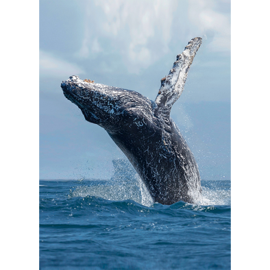Humpback whale breaching - 3D Lenticular Postcard Greeting Card - NEW