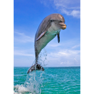 Dolphin Leaping - 3D Lenticular Postcard Greeting Card - NEW