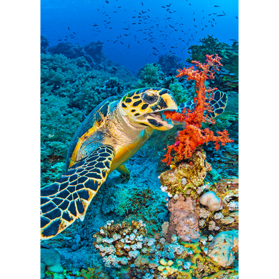 Hawksbill turtle and coral - 3D Lenticular Postcard Greeting Card - NEW