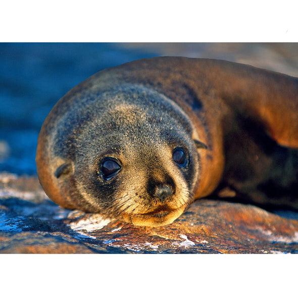 New Zealand Fur Seal - 3D Lenticular Postcard Greeting Card