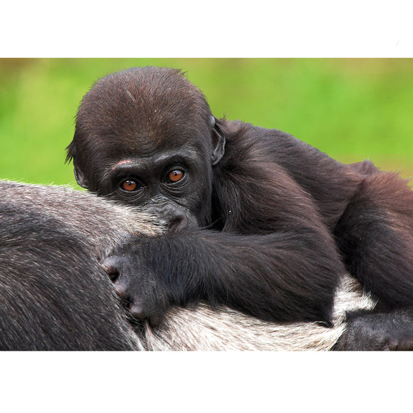 Western Lowland Baby Gorilla - 3D Lenticular Postcard Greeting Card