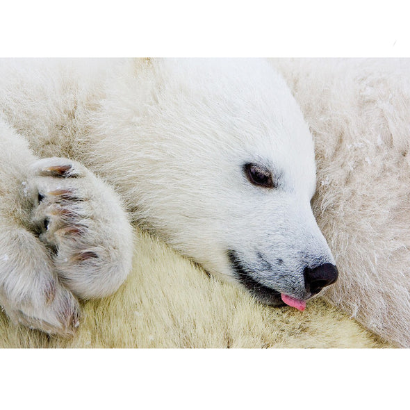 Polar Bear Cub - 3D Lenticular Postcard Greeting Card