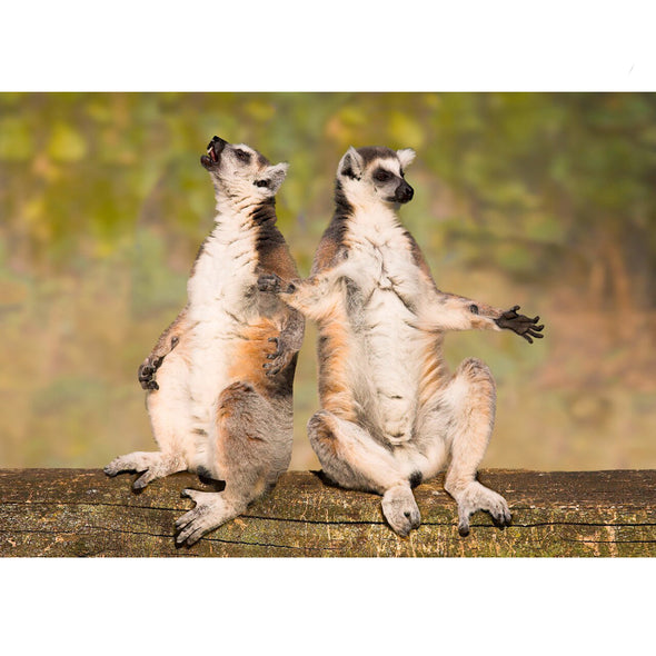 Ring-tailed Lemurs - 3D Lenticular Postcard Greeting Card
