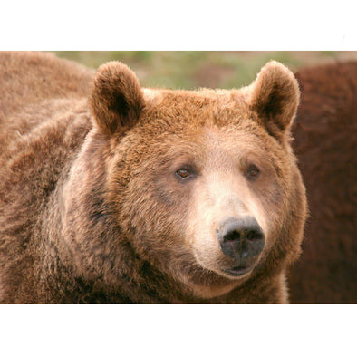 Brown Bear - 3D Lenticular Postcard Greeting Card