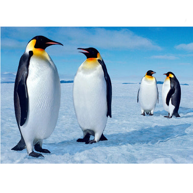 Emperor Penguins - 3D Lenticular Postcard Greeting Card