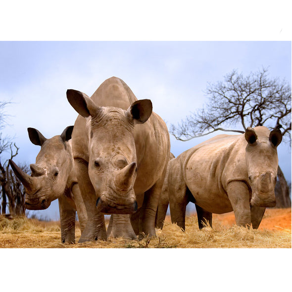 Rhinoceroses in the African Savannah - 3D Lenticular Postcard Greeting Card