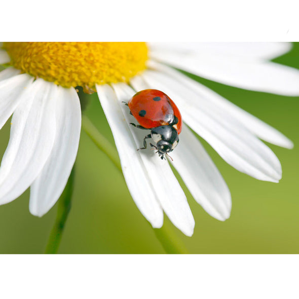 Ladybug on Daisy - 3D Lenticular Postcard Greeting Card