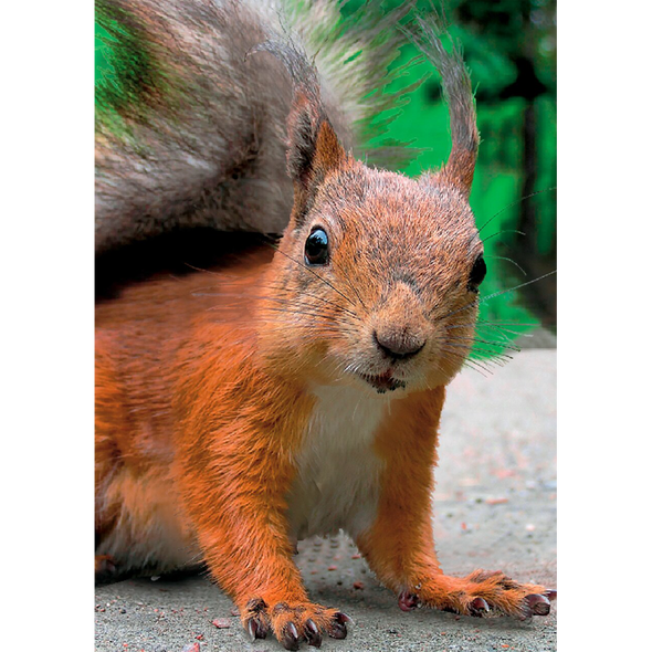 Red Squirrel - 3D Lenticular Postcard Greeting Card