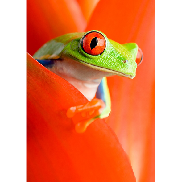 Red-eyed Tree Frog - 3D Lenticular Postcard Greeting Card
