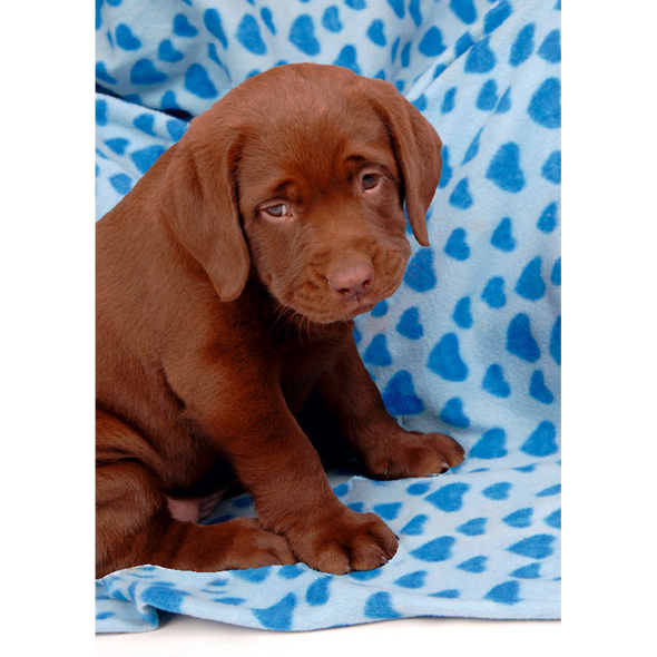 Labrador Retriever - 3D Lenticular Postcard Greeting Card