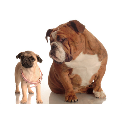 Bulldog and Pug Puppy - 3D Lenticular Postcard Greeting Card