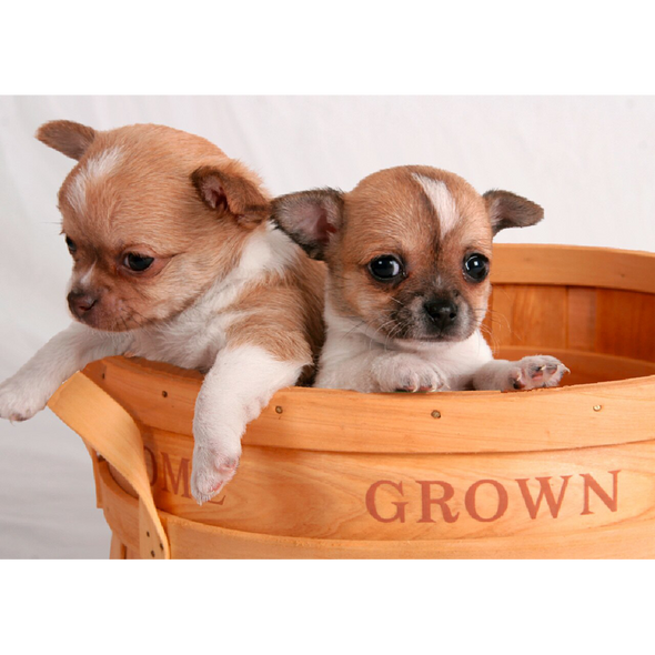 Chihuahua Pups - 3D Lenticular Postcard Greeting Card