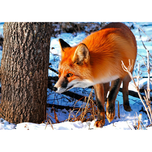 Red Fox - 3D Lenticular Postcard Greeting Card