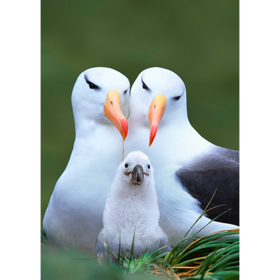 Albatross - 3D Lenticular Postcard Greeting Card