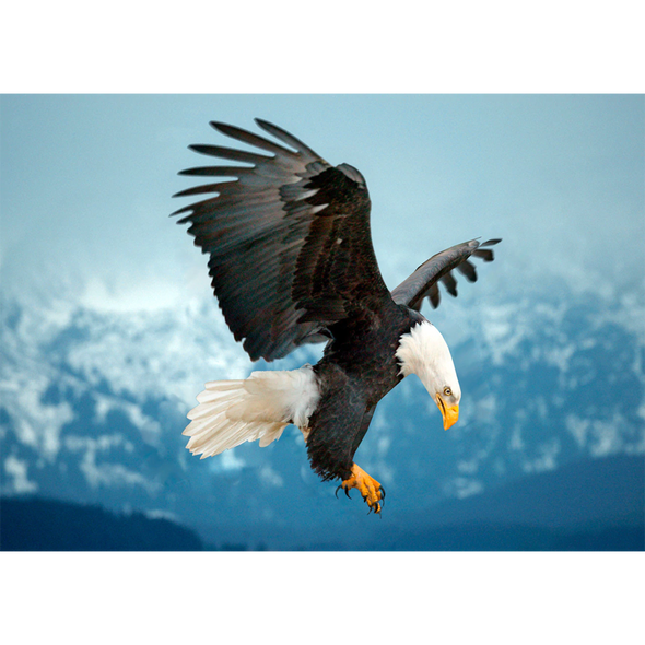Bald Eagle about to land - 3D Lenticular Postcard Greeting Card