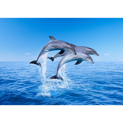 Dolphins Porpoising - 3D Lenticular Postcard Greeting Card