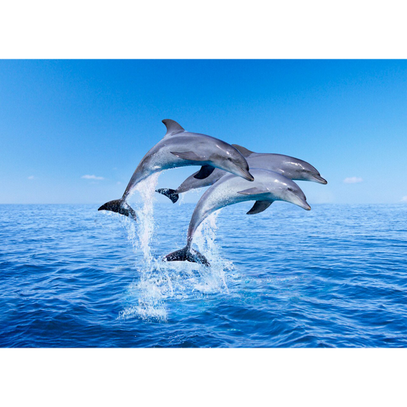 Dolphins Porpoising - 3D Lenticular Postcard Greeting Card