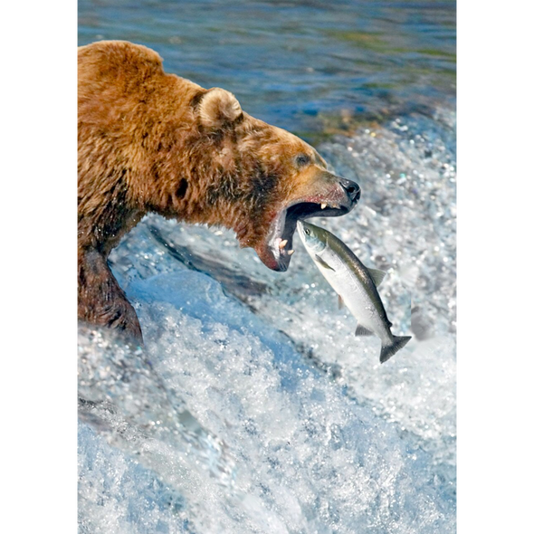 Brown Bear Catching Salmon - 3D Lenticular Postcard Greeting Card