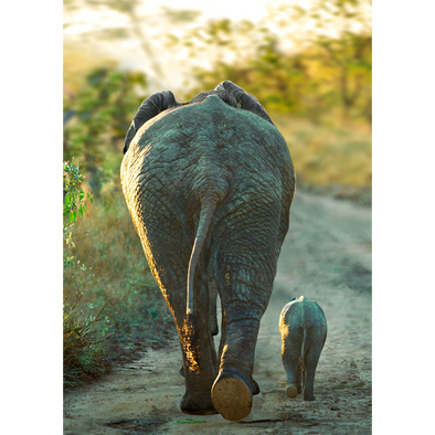 African Elephant and Calf - 3D Lenticular Postcard Greeting Card