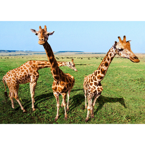 Inquisitive Giraffes - 3D Lenticular Postcard Greeting Card