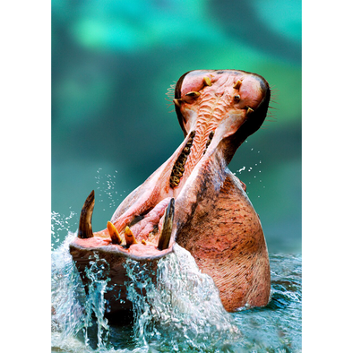 Hippopotamus with open mouth - 3D Lenticular Postcard Greeting Card