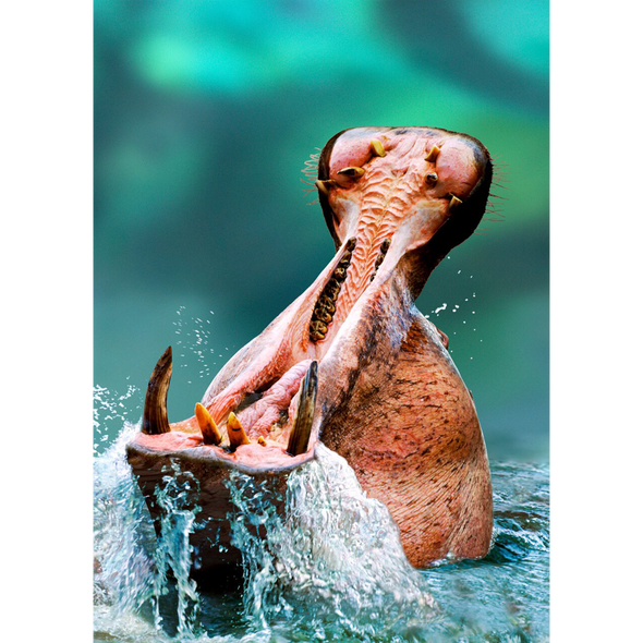 Hippopotamus with open mouth - 3D Lenticular Postcard Greeting Card