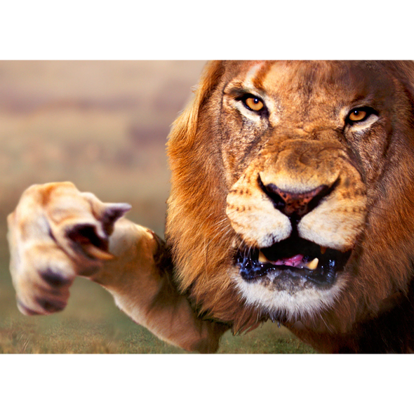 Lion Attacking - 3D Lenticular Postcard Greeting Card