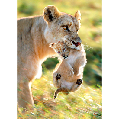 Lioness - 3D Lenticular Postcard Greeting Card