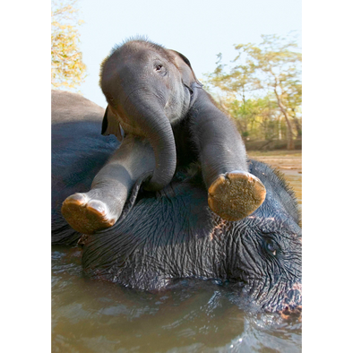 Asian Elephant and calf bathing - 3D Lenticular Postcard Greeting Card