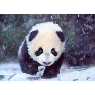 wild animal postcard - Panda
