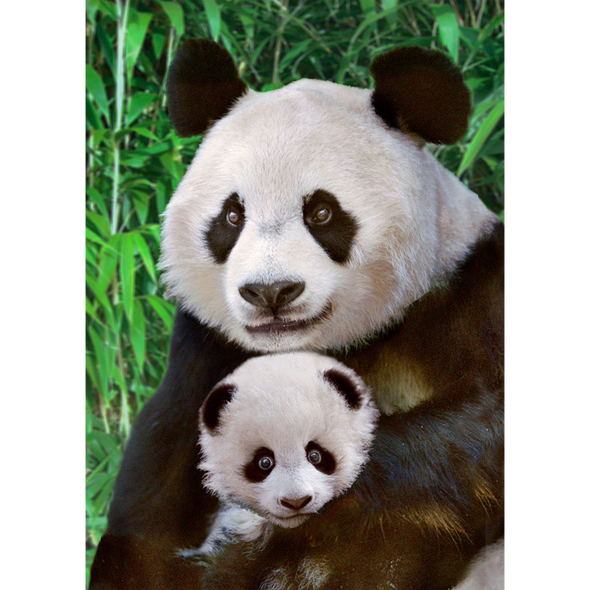Giant Panda - 3D Lenticular Postcard Greeting Card
