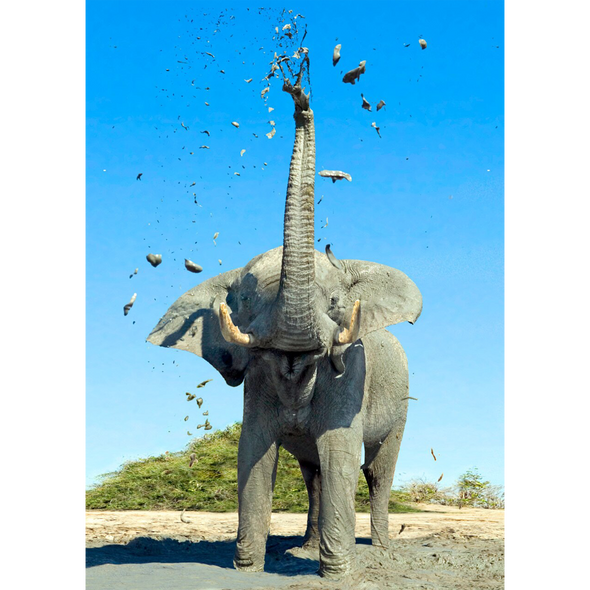 African Elephant Mudbathing - 3D Lenticular Postcard Greeting Card