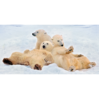 Polar Bears Relaxing - 3D Lenticular Postcard Greeting Card - Oversize